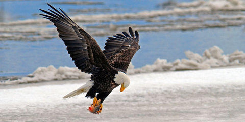 The Prize Black Ornate Wood Framed Art Print with Double Matting by Hallkc