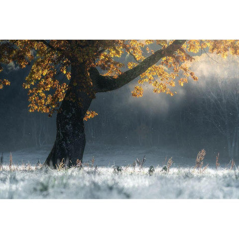Morning Breath Black Modern Wood Framed Art Print with Double Matting by Saowanee, Suntararak