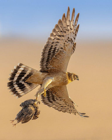 Untitled White Modern Wood Framed Art Print with Double Matting by Sobhi, Ahmed