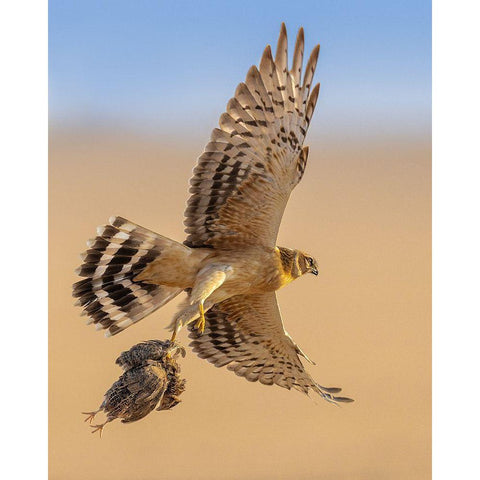 Untitled Gold Ornate Wood Framed Art Print with Double Matting by Sobhi, Ahmed