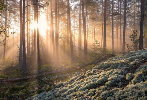 Fog In The Forest With White Moss In The Forground White Modern Wood Framed Art Print with Double Matting by Lindsten, Christian