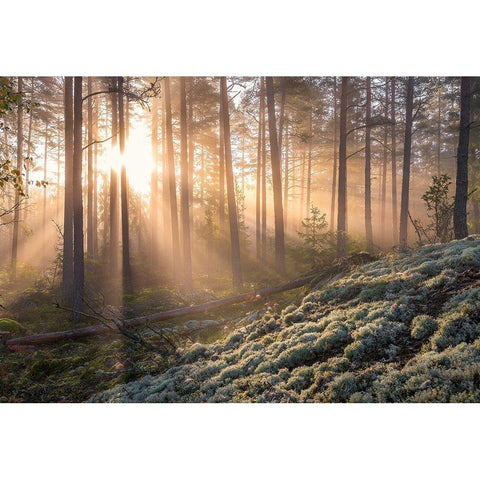 Fog In The Forest With White Moss In The Forground Black Modern Wood Framed Art Print with Double Matting by Lindsten, Christian