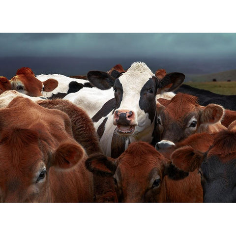 Laughing Cow White Modern Wood Framed Art Print by Perlow, Gary