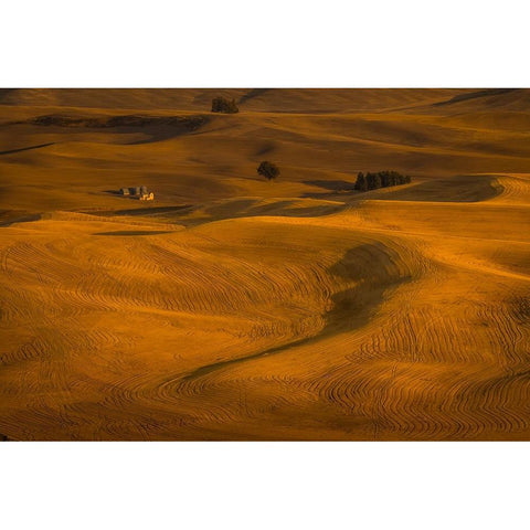 Wheat Field In Sunset Black Modern Wood Framed Art Print with Double Matting by Wang, David