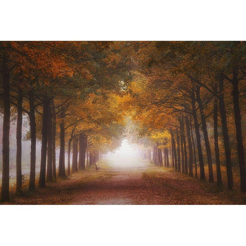 Foggy Autumn Dream White Modern Wood Framed Art Print by Dingemans, Saskia