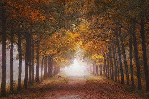 Foggy Autumn Dream White Modern Wood Framed Art Print with Double Matting by Dingemans, Saskia