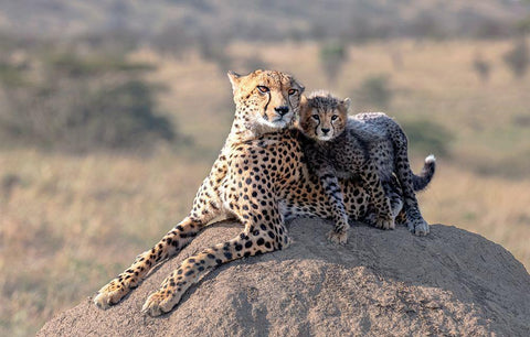 Cheetah And Cup! White Modern Wood Framed Art Print with Double Matting by Fischer, Jie