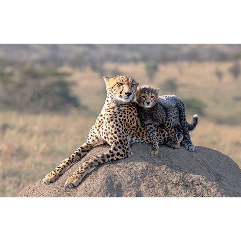 Cheetah And Cup! Black Modern Wood Framed Art Print with Double Matting by Fischer, Jie