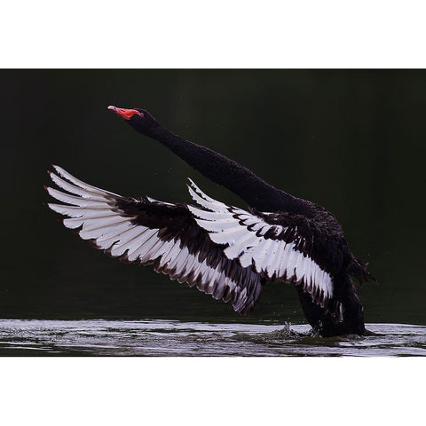 Black Swan Black Modern Wood Framed Art Print by Tjandra, C.S.