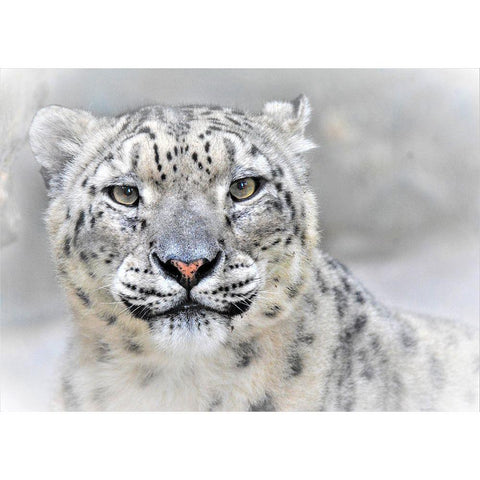 Snow Leopard Black Modern Wood Framed Art Print with Double Matting by Andreescu, Cristian