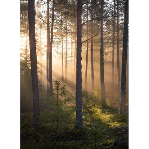 Foggy Forest Black Modern Wood Framed Art Print with Double Matting by Lindsten, Christian