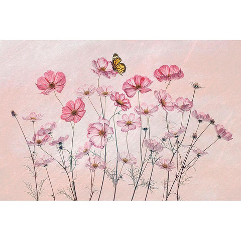 Cosmos And Butterfly White Modern Wood Framed Art Print by Jacobs, Lydia