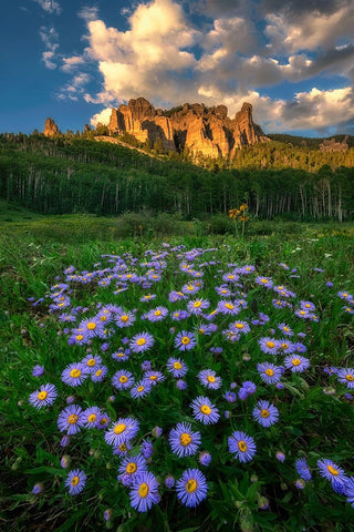 Canyon And Daisies White Modern Wood Framed Art Print with Double Matting by Xu, Mei