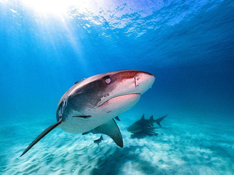 Into The Sun White Modern Wood Framed Art Print with Double Matting by Melesan, Serge