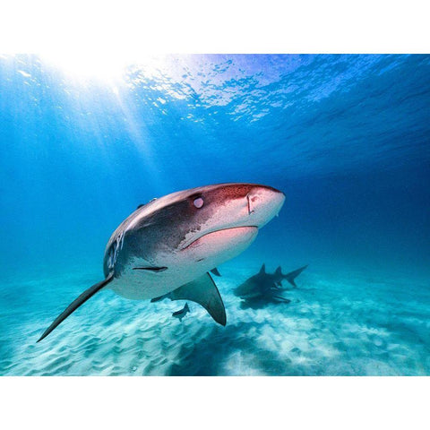 Into The Sun Gold Ornate Wood Framed Art Print with Double Matting by Melesan, Serge