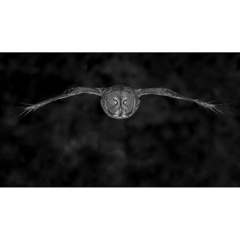 Great Gray Owl In Fly Black Modern Wood Framed Art Print with Double Matting by Wang, Bo