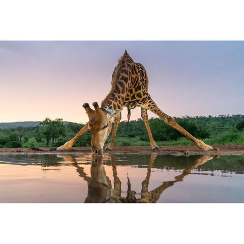 Sunset Giraffe Drinking White Modern Wood Framed Art Print by Francoisventer