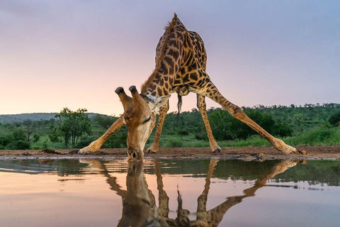 Sunset Giraffe Drinking Black Ornate Wood Framed Art Print with Double Matting by Francoisventer