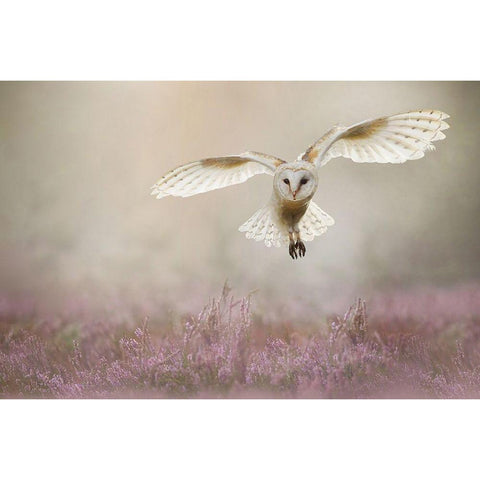 Lovely White Modern Wood Framed Art Print by Plovie, Kevin