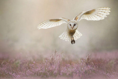 Lovely White Modern Wood Framed Art Print with Double Matting by Plovie, Kevin