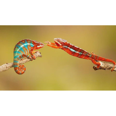 Panther Chameleons White Modern Wood Framed Art Print by Zygmunt, Milan