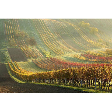 Autumn Vineyards White Modern Wood Framed Art Print by Pakutina, Anna