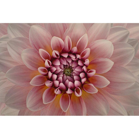 Blush White Modern Wood Framed Art Print by Urbanski, Richard