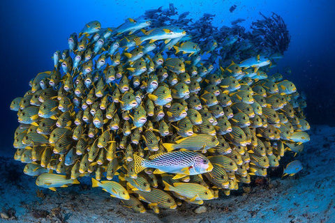 Cape Kris School Of Sweetlips White Modern Wood Framed Art Print with Double Matting by Gabriel, Barathieu