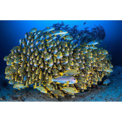 Cape Kris School Of Sweetlips Black Modern Wood Framed Art Print by Gabriel, Barathieu