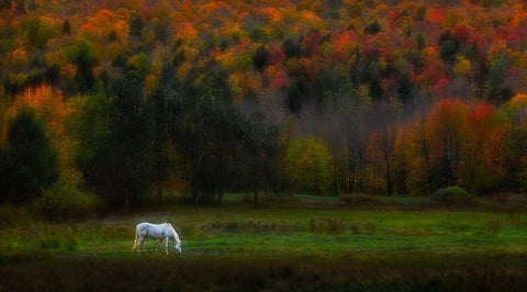 Autumn Glory White Modern Wood Framed Art Print with Double Matting by P., Ruiqing