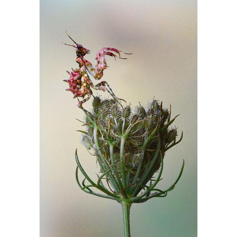 Flower Mantis White Modern Wood Framed Art Print by Hoffman, Jimmy