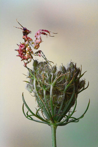Flower Mantis Black Ornate Wood Framed Art Print with Double Matting by Hoffman, Jimmy