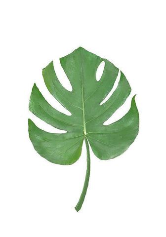 Monstera Aqua 07 White Modern Wood Framed Art Print with Double Matting by 1x Studio II