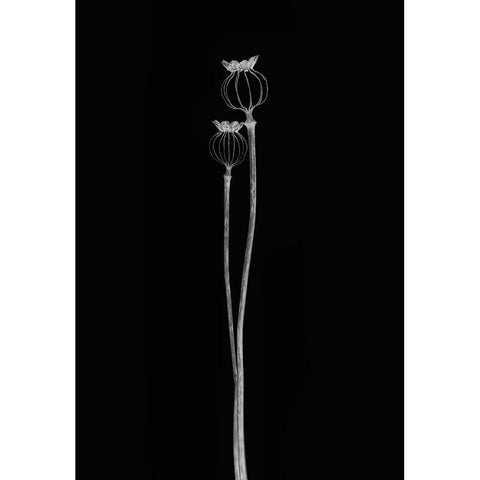 Poppy Pods Black Modern Wood Framed Art Print with Double Matting by Gronkjar, Lotte