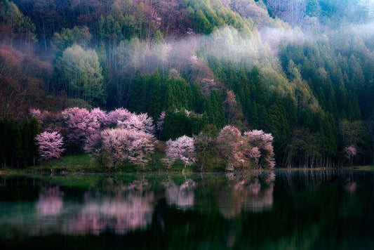 Image Only