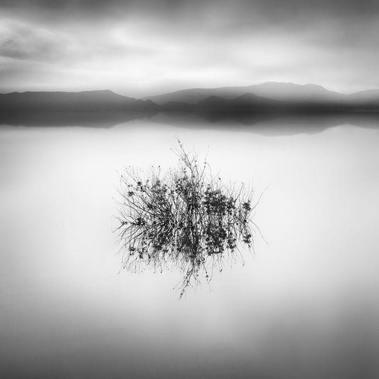 Image Only