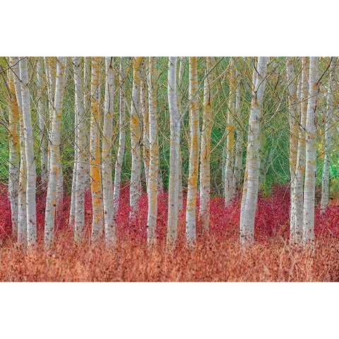 Birch Forest White Modern Wood Framed Art Print by Kravanja, Jure