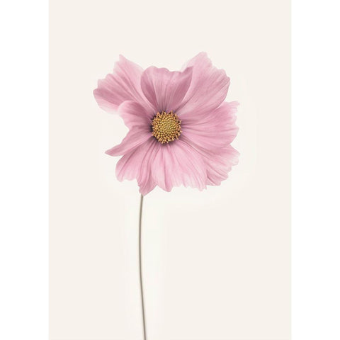 Cosmos Flower White Modern Wood Framed Art Print by Gronkjar, Lotte