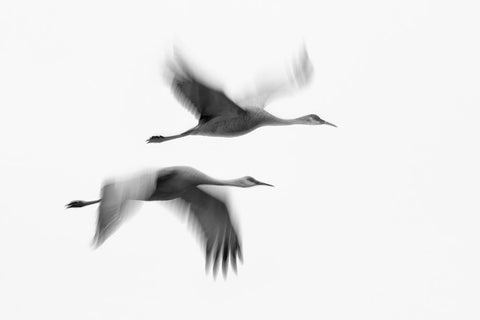 Dream Couple White Modern Wood Framed Art Print with Double Matting by Fan, John