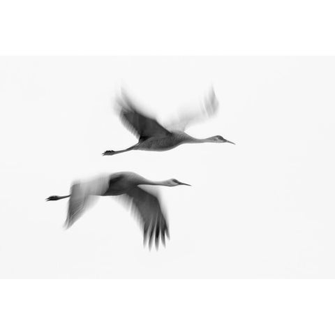 Dream Couple Black Modern Wood Framed Art Print by Fan, John