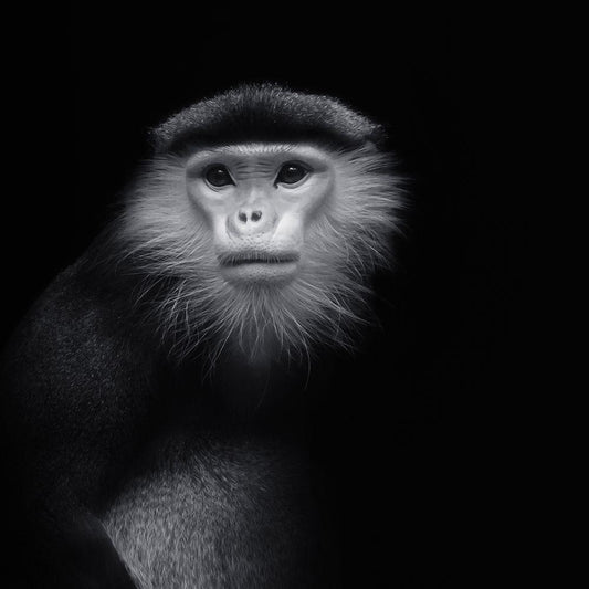 Image Only