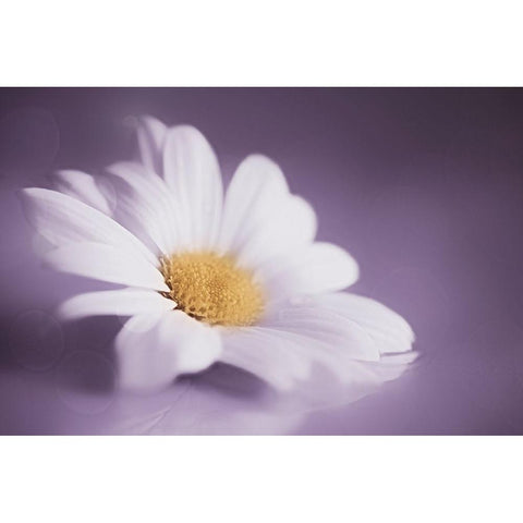 Soft Was The Light Black Modern Wood Framed Art Print with Double Matting by Kiral, Cicek