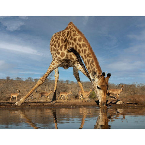 Giraffe Having A Drink White Modern Wood Framed Art Print by D Lester, Linda