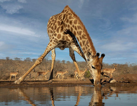 Giraffe Having A Drink White Modern Wood Framed Art Print with Double Matting by D Lester, Linda