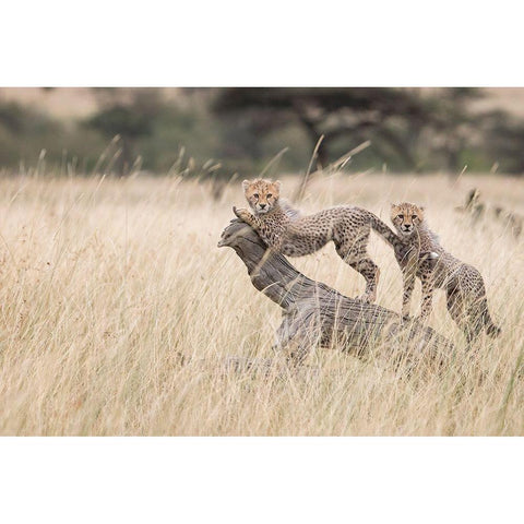 Curious Kitties White Modern Wood Framed Art Print by Doyle, Renee