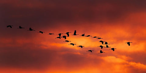 Lord Of The Ring Black Ornate Wood Framed Art Print with Double Matting by Xiao, Hanping