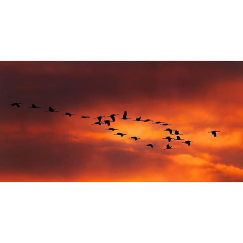 Lord Of The Ring White Modern Wood Framed Art Print by Xiao, Hanping