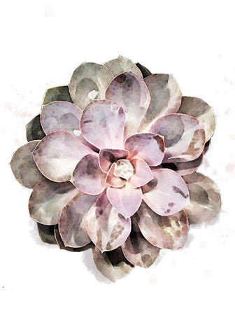 Succulent 01 White Modern Wood Framed Art Print with Double Matting by 1x Studio II