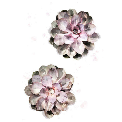 Succulent 02 Black Modern Wood Framed Art Print with Double Matting by 1x Studio II