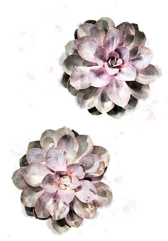 Succulent 02 White Modern Wood Framed Art Print with Double Matting by 1x Studio II